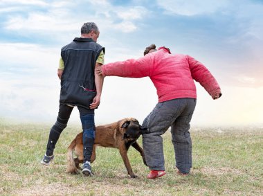 Genç Belçikalı çoban köpeği doğada güvenlik eğitimi alıyor.