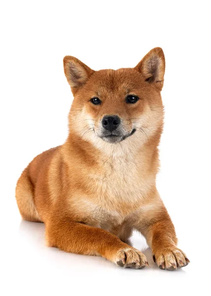 Shiba Inu Framför Vit Bakgrund — Stockfoto