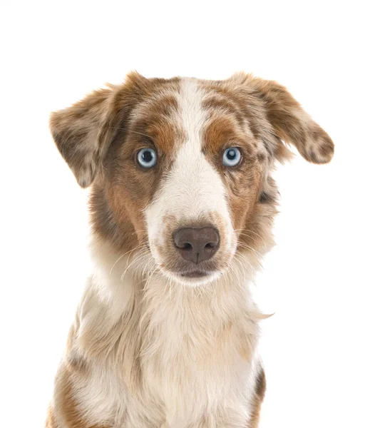 Miniature American Shepherd Front White Background — Stock Photo, Image