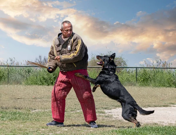 Perro Pastor Beauce Entrenamiento Naturaleza Para Seguridad —  Fotos de Stock