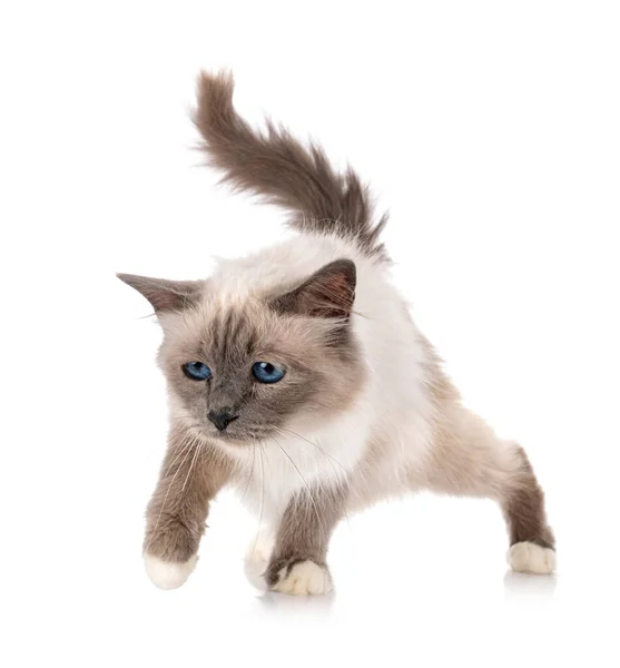 Birman Gato Frente Fundo Branco — Fotografia de Stock