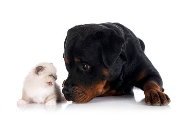 birman kitten and rottweiler in front of white background