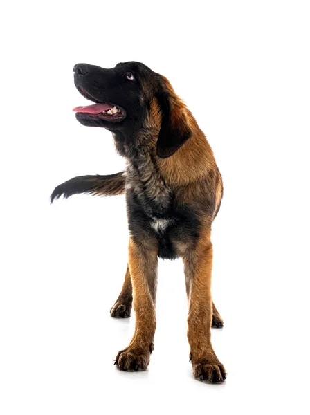 Beyaz Arka Planda Köpek Yavrusu Leonberger — Stok fotoğraf