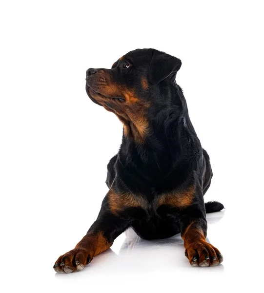 白色背景前的纯种Rottweiler — 图库照片