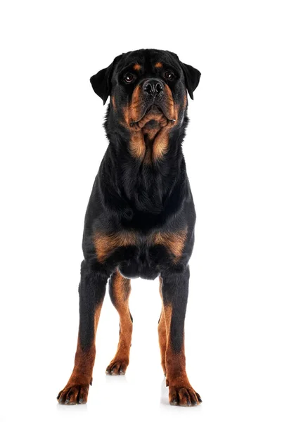 白色背景前的纯种Rottweiler — 图库照片