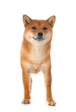Beyaz arkaplan önünde shiba inu