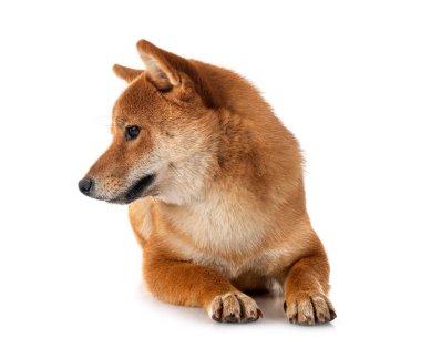 Beyaz arkaplan önünde shiba inu