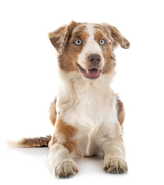 Miniature American Shepherd Front White Background — Stock Photo, Image