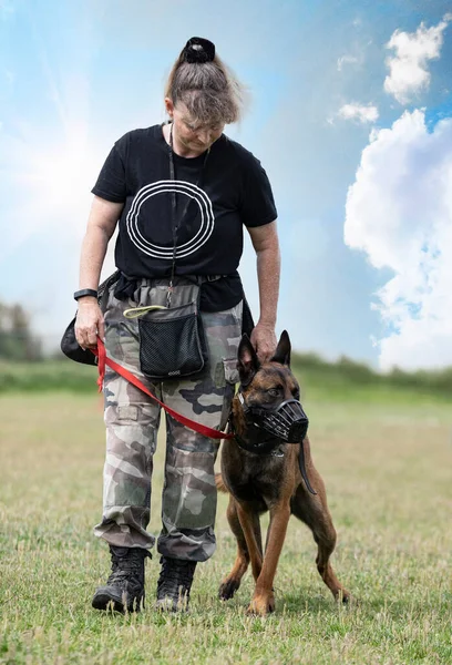 Junger Belgischer Schäferhund Der Der Natur Für Sicherheit Trainiert — Stockfoto