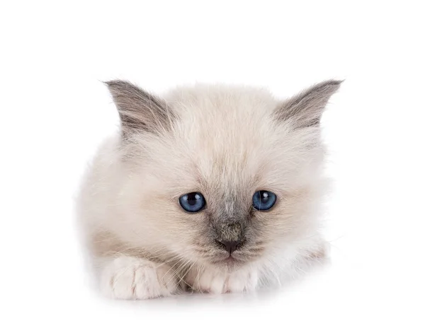 Birman Gatito Frente Blanco Fondo —  Fotos de Stock