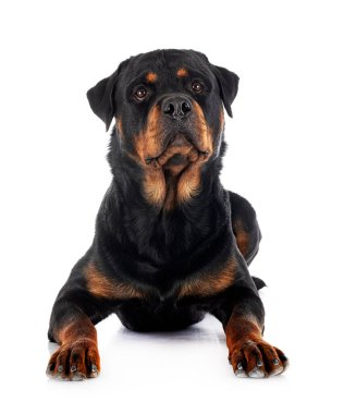 Beyaz arkaplan önünde safkan rottweiler