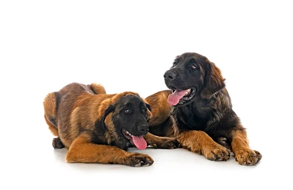 Pups Leonberger Voorkant Van Witte Achtergrond — Stockfoto