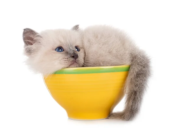 Birman Kitten Front White Background — Stock Photo, Image