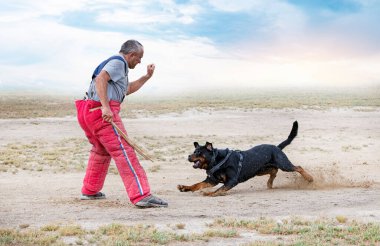 Genç Rottweiler bir kulüpte güvenlik eğitimi alıyor.