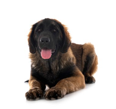 Beyaz arka planda köpek yavrusu Leonberger