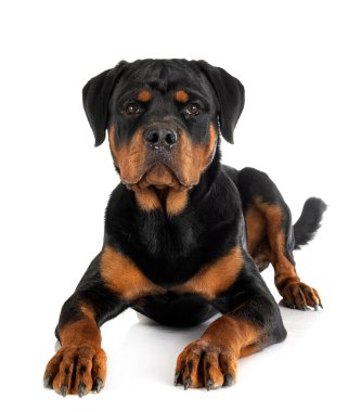 Beyaz arkaplan önünde köpek yavrusu rottweiler