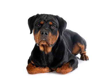 Beyaz arkaplan önünde köpek yavrusu rottweiler