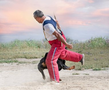 Genç Rottweiler koruma sporu ve polis eğitimi alıyor.