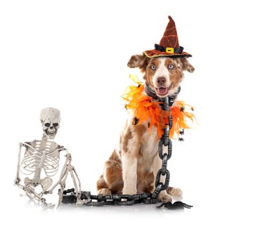 Beyaz arkaplan önünde minyatür Amerikan çoban köpeği