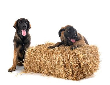 Yavrular Leonberger beyaz arkaplan önünde