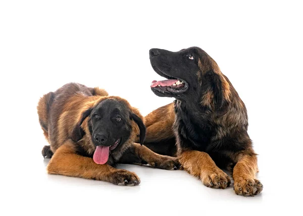 Puppies Leonberger Front White Background — Stock Photo, Image