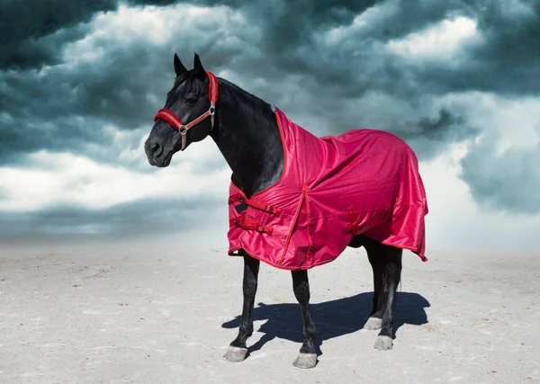Black Horse His Horse Blanket Winter — Zdjęcie stockowe