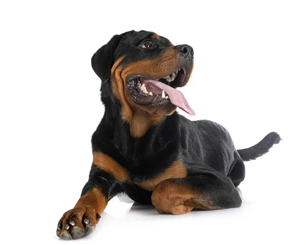 Cachorro Rottweiler Frente Fundo Branco — Fotografia de Stock