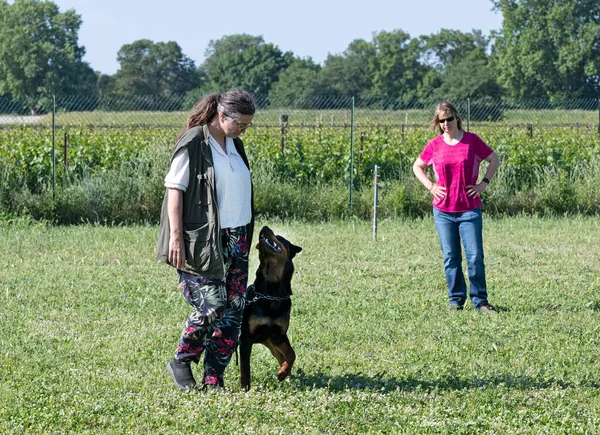 Donna Rottweiler Passeggiando Nella Natura Estate — Foto Stock