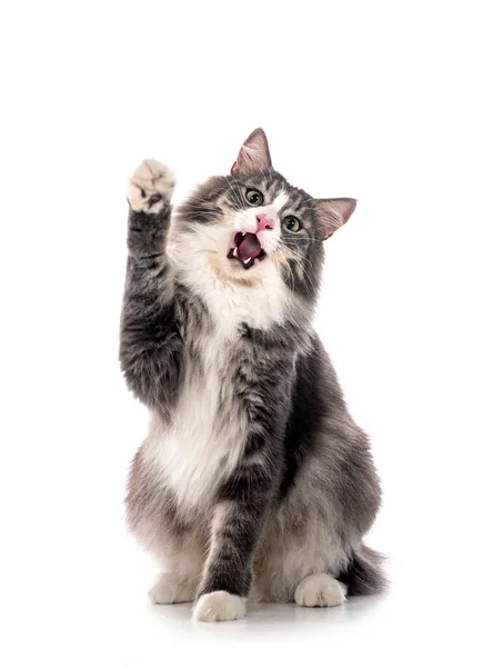 Norwegian Forest Cat Front White Background — Stock Photo, Image