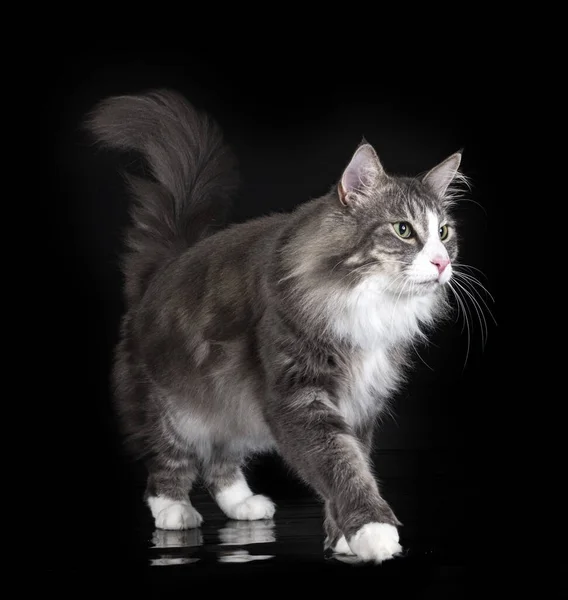 Norwegian Forest Cat Front Black Background — Photo