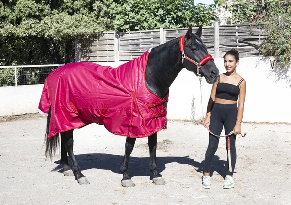 Black Horse His Horse Blanket Winter — Stock Photo, Image