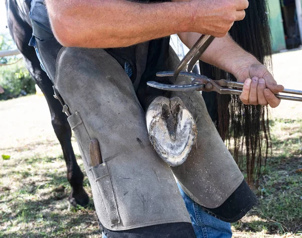Farrier Horse Hoof Working Close — Fotografia de Stock