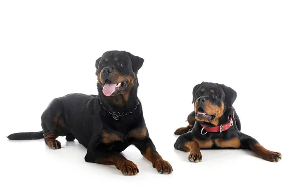 Dois Rottweilers Frente Fundo Branco — Fotografia de Stock