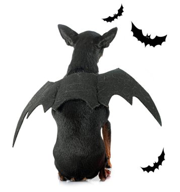 Beyaz arkaplan önünde minyatür pinscher