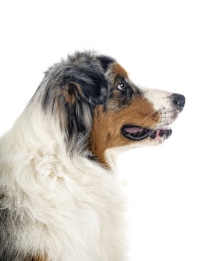 Avustralya çobanı beyaz arka planda.