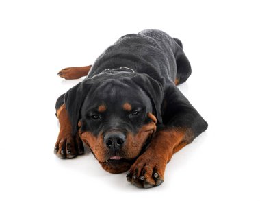Beyaz arkaplan önünde köpek yavrusu rottweiler