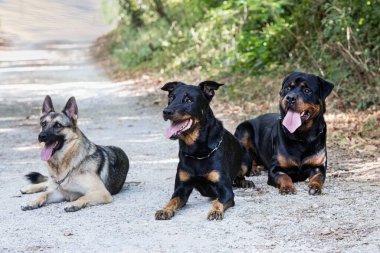 Beauceron, Alman çoban ve Rottweiler yazın doğada