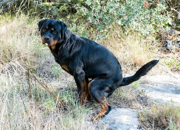 Ürülék Felnőtt Rottweiler Természetben Nyáron — Stock Fotó