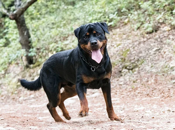 Rottweiler Adulto Esecuzione Nella Natura Estate — Foto Stock