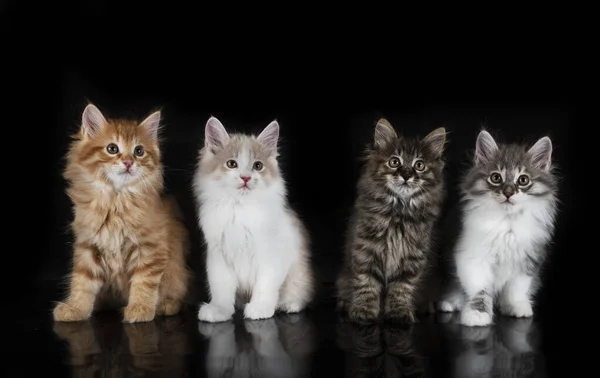 Jóvenes Kurilian Bobtails Delante Fondo Negro — Foto de Stock