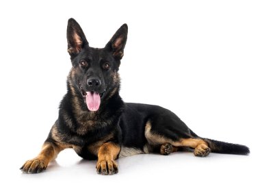 Genç Alman çoban köpeği beyaz arka planda.