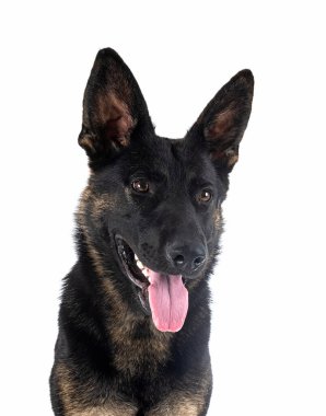 Genç Alman çoban köpeği beyaz arka planda.