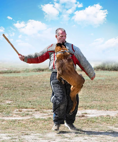 Genç Belçikalı Çoban Köpeği Doğada Güvenlik Eğitimi Alıyor — Stok fotoğraf