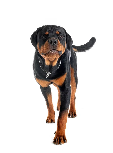 Cachorro Rottweiler Frente Fundo Branco — Fotografia de Stock