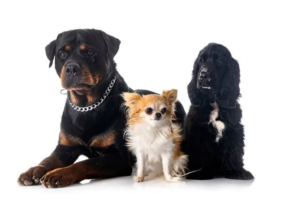 Engelska Cocker Spaniel Chihuahua Och Rottweiler Framför Vit Bakgrund — Stockfoto