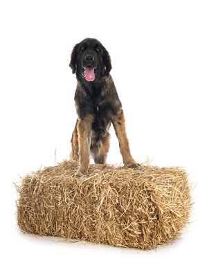 Beyaz arka planda köpek yavrusu Leonberger