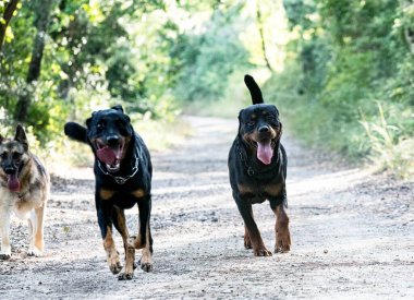 Genç Rottweiler diğer iki köpekle yürüyor.
