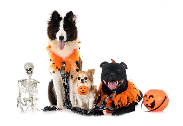 Cani Halloween Davanti Sfondo Bianco — Foto Stock