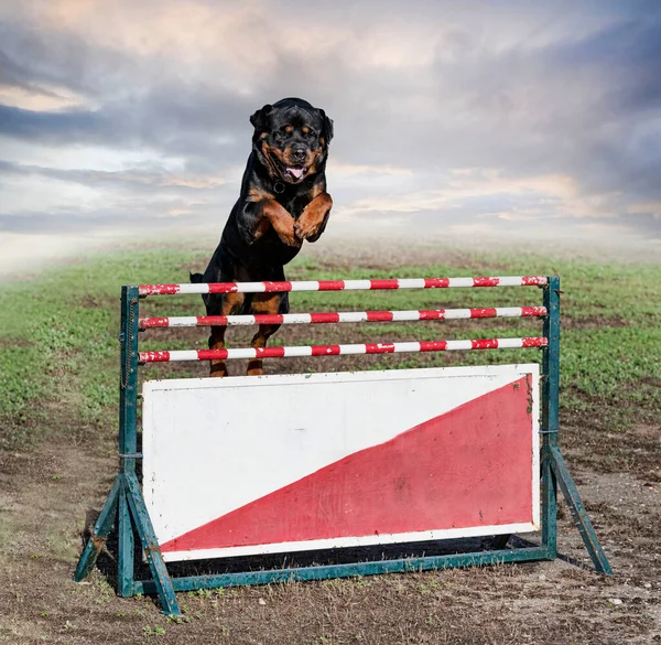 Utbildning För Rottweiler Ett Staket För Lydnadsdisciplin — Stockfoto