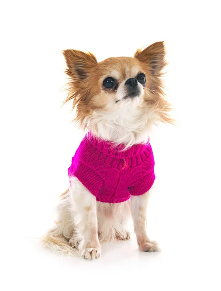 Little Chihuahua Front White Background — Stock Photo, Image